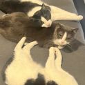 Photo of Estaban **2nd Chance Cat Rescue**