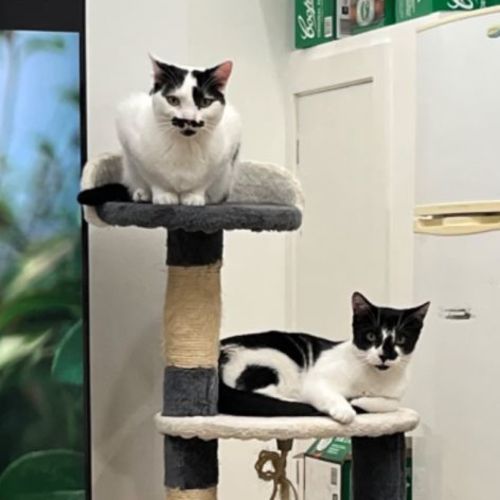 Monsieur Hector and Senor Hugo
