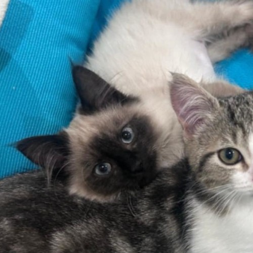 Daphne **2nd Chance Cat Rescue**