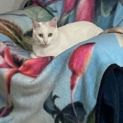 Photo of Casper
