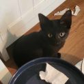 Photo of Pumba