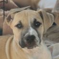 Photo of Phoenix 