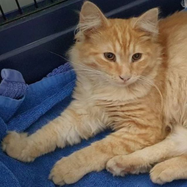 Photo of Ranger ^Dandy Cat Rescue^