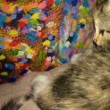 Photo of Cookie