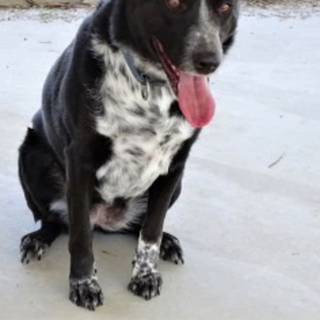 Photo of Blue