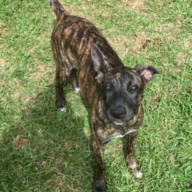 Photo of Ace And Xena 