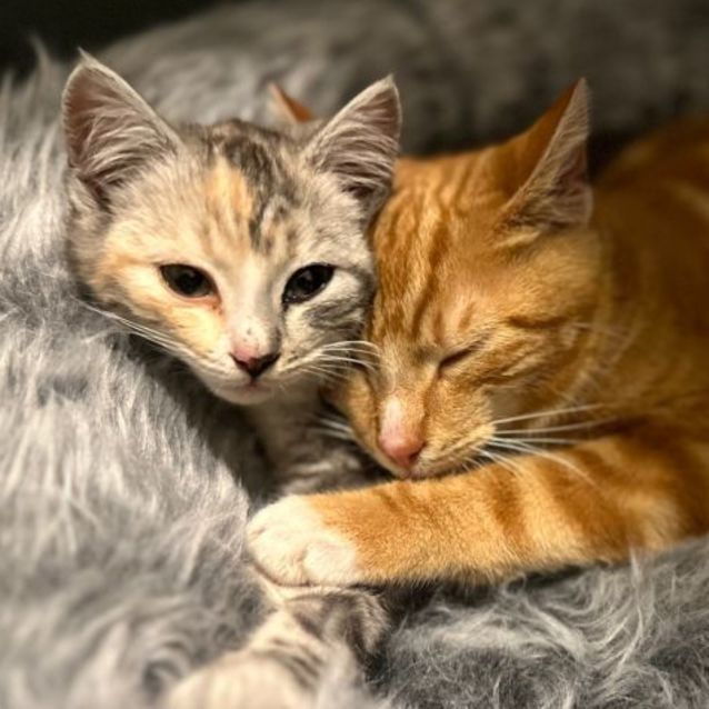Photo of Charizard (Chari) **2nd Chance Cat Rescue**