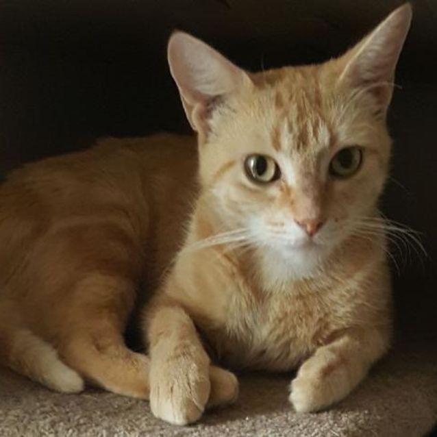 Photo of Rhubarb