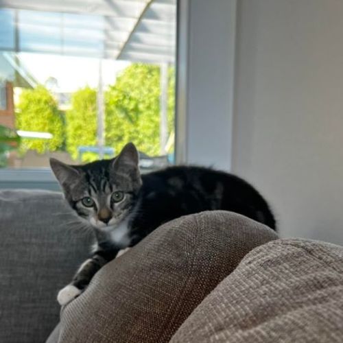 Archie **2nd Chance Cat Rescue**