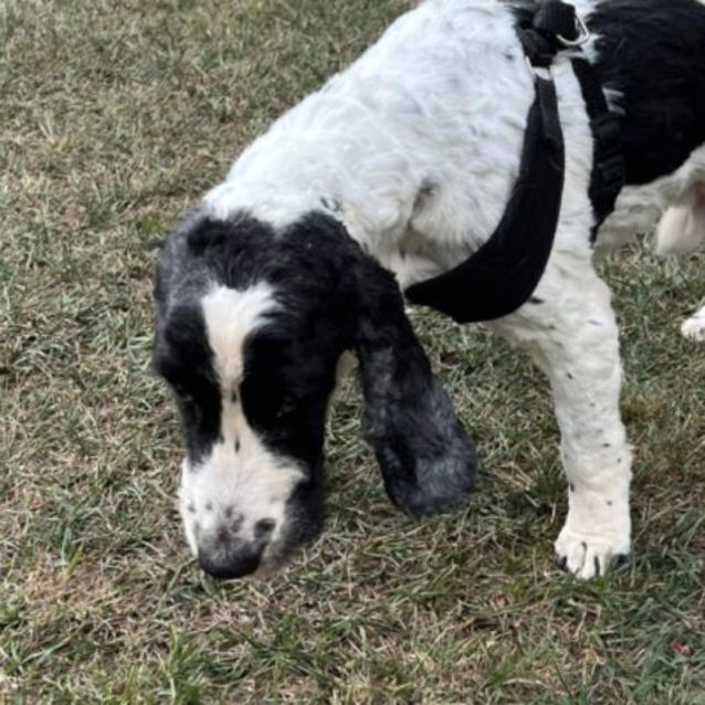 Photo of Fletch