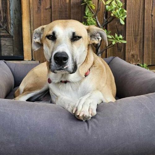 No photo for Daffodil