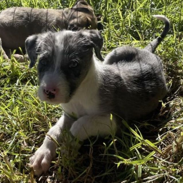 Photo of Luna