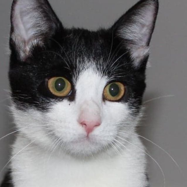 Photo of Leia (Princess!)