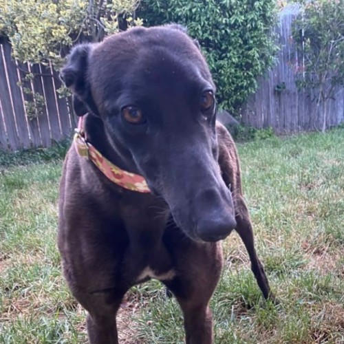 Jojo, the greyhound 