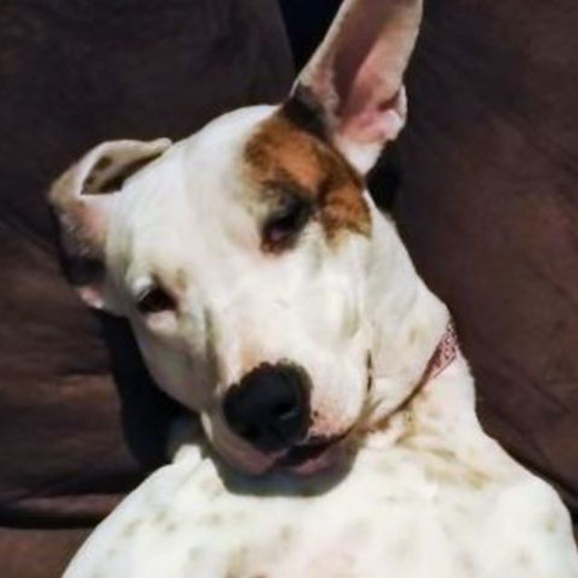 Photo of Poppy