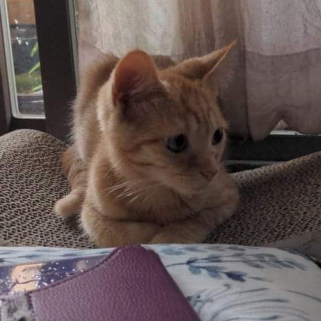 Photo of Henry