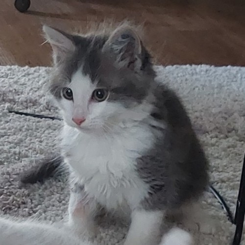 Toulouse - Located in Epping