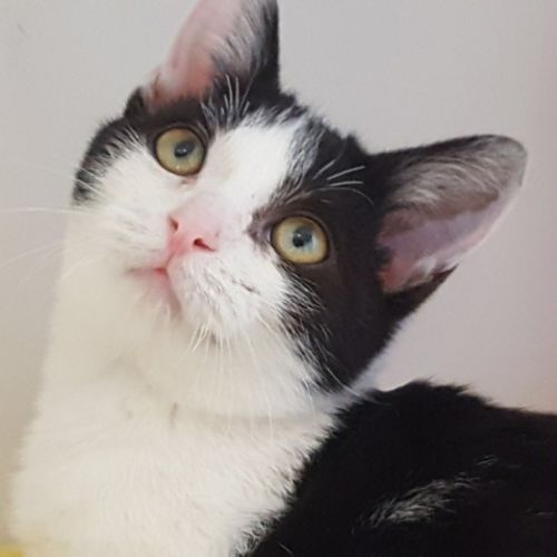 Finn to be adopted with Pandora