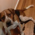 Photo of Odie