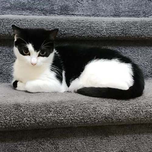 Batty**2nd Chance Cat Rescue**