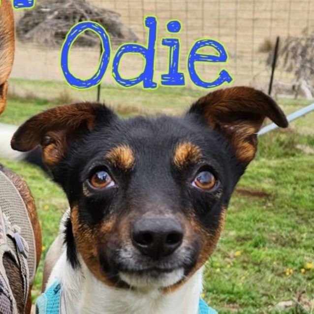 Photo of Odie