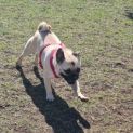 Photo of Molly ** A Dear Little Girl **