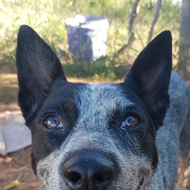 Photo of Lucille (Lucy)