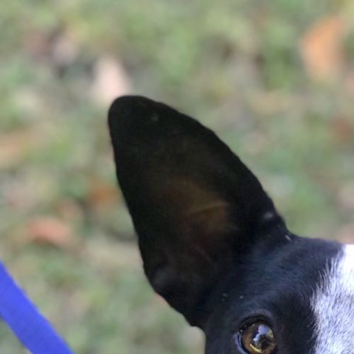 Matilda 