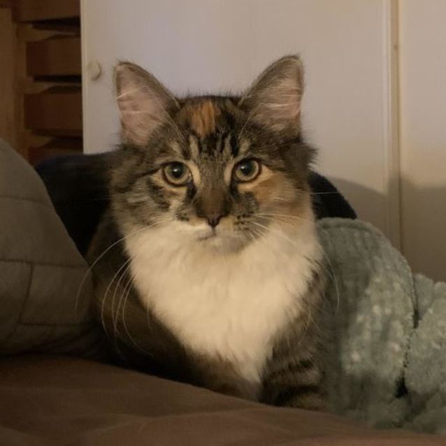 Photo of Chicken 🐣