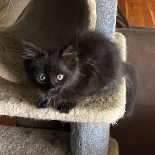 Photo of Oz **2nd Chance Cat Rescue**