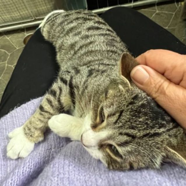 Photo of Soda   Can Assist With Transport