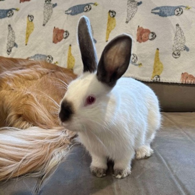 Meet Rosie @ Petstock Mornington central - Female Californian Dwarf ...