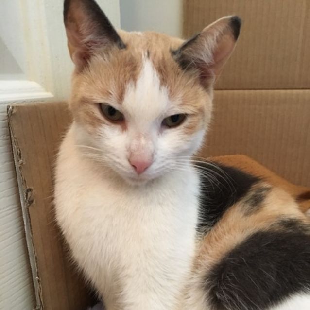 Photo of Cali