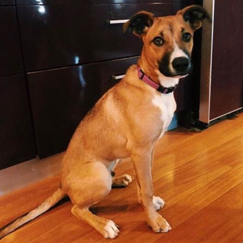 Bailey  (on Adoption trial)