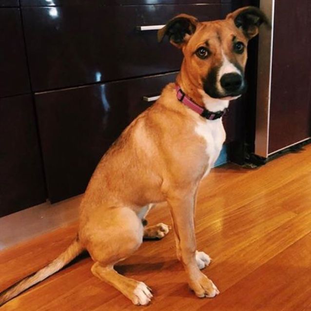 Photo of Bailey  (On Adoption Trial)