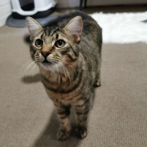 Murphy **2nd Chance Cat Rescue**