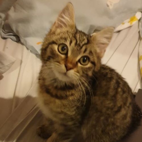 Franklin