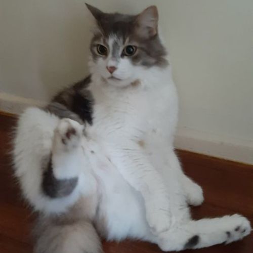 Nemo