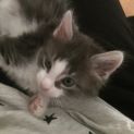 Photo of Bruce Meet Me At Vets On Parker In Templestowe