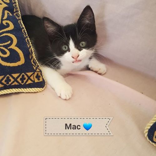 Mac