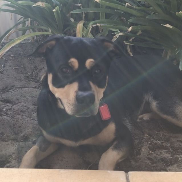 Photo of Chayse Db551