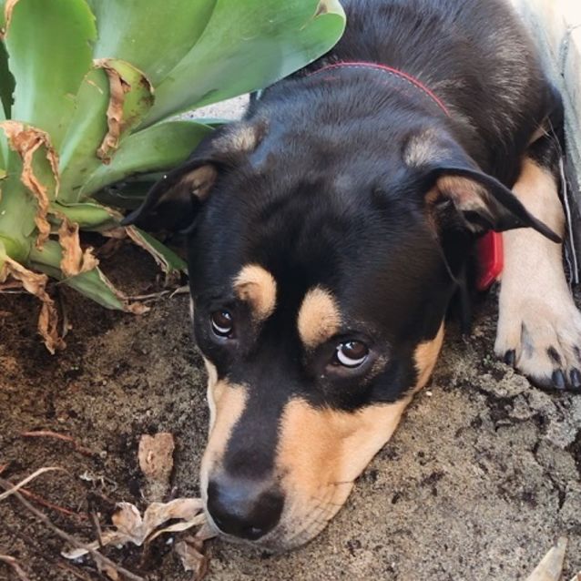 Photo of Chayse Db551