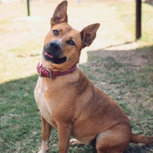 Zena
