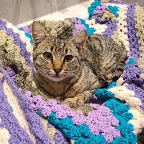 Pickles ^^Dandy Cat Rescue^^