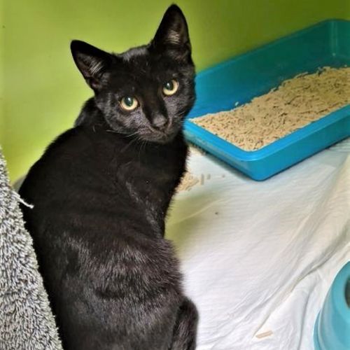 Watson & Holmes ^Dandy Cat Rescue^