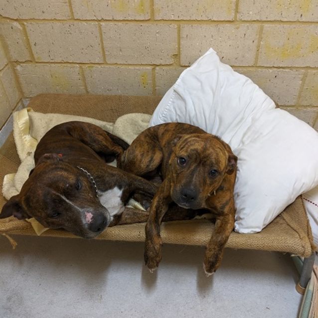 Photo of Wombat Db505 And Elsa Db506