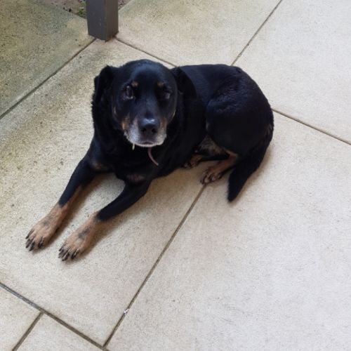 Rocky Marciano DL2494