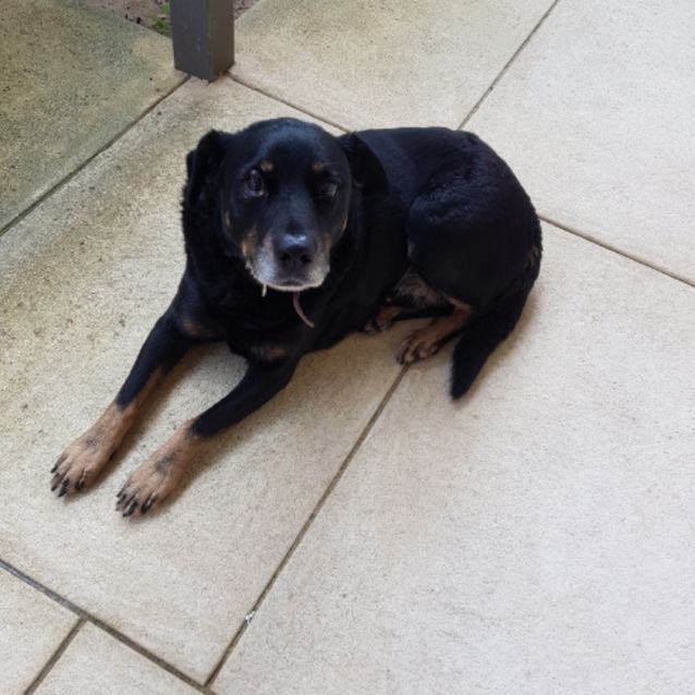 Photo of Rocky Marciano Dl2494