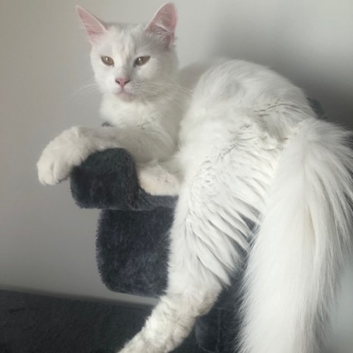 Angel