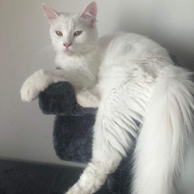 Photo of Angel